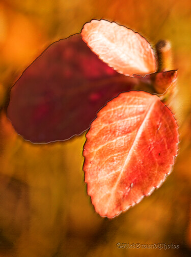 Photography titled "Riverfront Red Leaf…" by Citellus, Original Artwork, Digital Photography