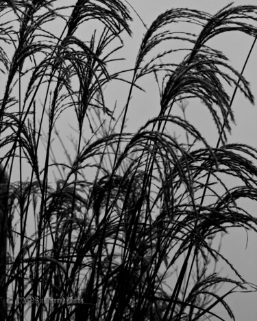 Fotografía titulada "Grass 2" por Citellus, Obra de arte original, Fotografía digital