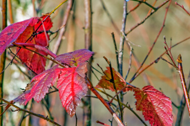 Photography titled "Vine Maple" by Citellus, Original Artwork, Digital Photography