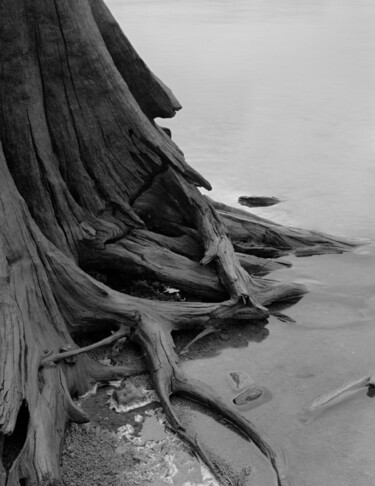 Photographie intitulée "Cedar Stump" par Citellus, Œuvre d'art originale, Photographie numérique