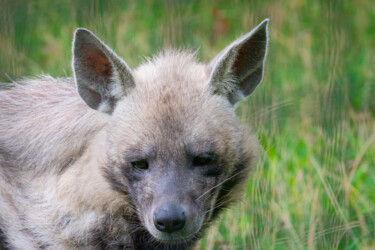 Фотография под названием "Hyena at the Boise…" - Citellus, Подлинное произведение искусства, Цифровая фотография