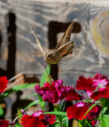 Fotografia intitolato "Sphynx moth 3" da Citellus, Opera d'arte originale, Fotografia digitale