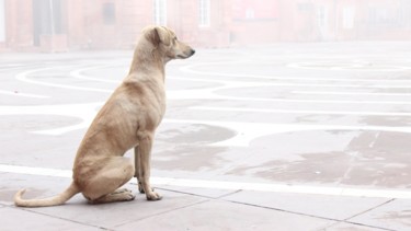 "Amritsar 5 - n°1/10" başlıklı Fotoğraf Gilles Prevot tarafından, Orijinal sanat, Dijital Fotoğrafçılık