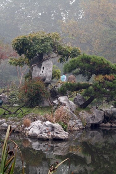 Photography titled "Gran Bonsai Parque…" by Guillermo Aurelio Barón Cabut, Original Artwork