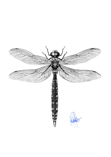 Drawing titled "Dragonfly" by Guilherme Almeida, Original Artwork, Ink