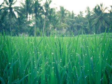 Photographie intitulée "Rice fields forever" par Guillaume Aveline, Œuvre d'art originale, Photographie numérique