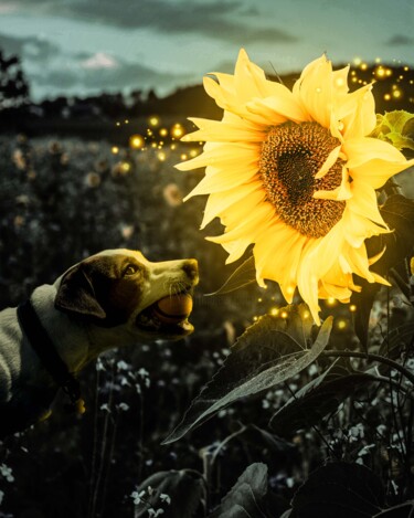 数字艺术 标题为“Dog and Flower” 由Guillaume Bellebault, 原创艺术品, 操纵摄影