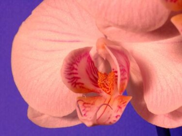 Photographie intitulée "Orchidée" par Guillaume Lerbourg, Œuvre d'art originale