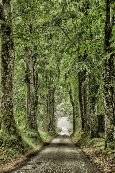 Photographie intitulée "chemin parmi la for…" par Guillemette Clément, Œuvre d'art originale