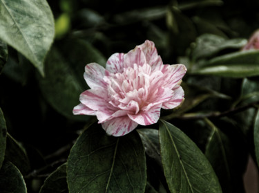 Photography titled "fleur de camélia" by Guillemette Clément, Original Artwork
