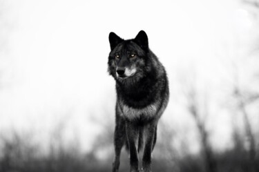 Photography titled "BIG BLACK WOLF" by Gurdal Bibo, Original Artwork, Digital Photography