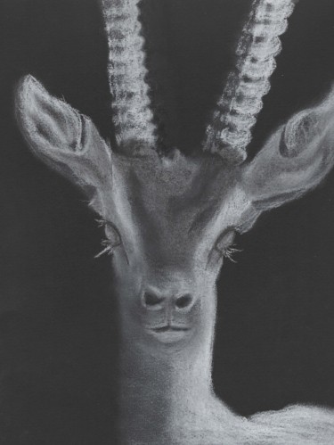 「Gazelle」というタイトルの描画 Gurvanartによって, オリジナルのアートワーク, チョーク