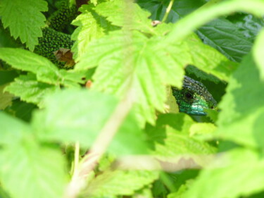 Photography titled "Lézard vert" by Guy Bonnet, Original Artwork, Non Manipulated Photography