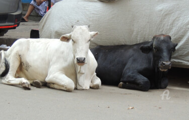 Fotografie mit dem Titel "Gao Mata - 2 vaches…" von Guylaine Bisson (GuyL'ART), Original-Kunstwerk