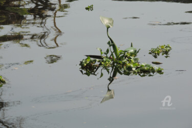Photographie intitulée "Plante d'eau - Back…" par Guylaine Bisson (GuyL'ART), Œuvre d'art originale
