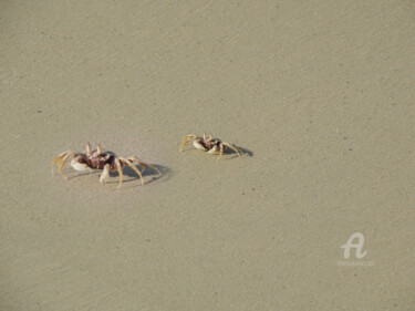 "Crabes - Plage sud…" başlıklı Fotoğraf Guylaine Bisson (GuyL'ART) tarafından, Orijinal sanat