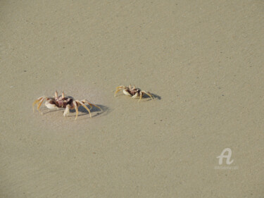 Fotografie mit dem Titel "Crabes - Plage sud…" von Guylaine Bisson (GuyL'ART), Original-Kunstwerk