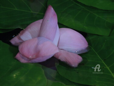 Photographie intitulée "fleur de lotus - Po…" par Guylaine Bisson (GuyL'ART), Œuvre d'art originale