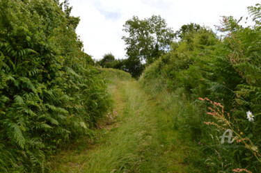 Fotografie getiteld "Campagne normande -…" door Guylaine Bisson (GuyL'ART), Origineel Kunstwerk