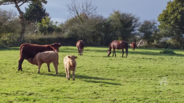 Photographie intitulée "Veaux,vaches,chevau…" par Guylaine Bisson (GuyL'ART), Œuvre d'art originale