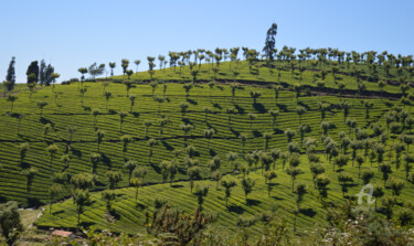 Photography titled "Plantations de thé…" by Guylaine Bisson (GuyL'ART), Original Artwork