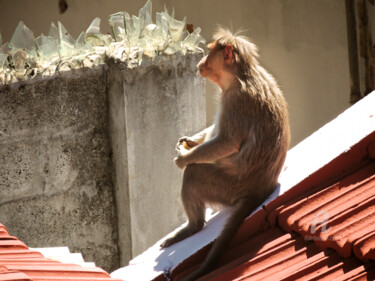 Photography titled "Singe mélancolique…" by Guylaine Bisson (GuyL'ART), Original Artwork, Other