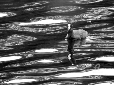 Photographie intitulée "Poule et reflets d'…" par Guylaine Bisson (GuyL'ART), Œuvre d'art originale, Photographie numérique