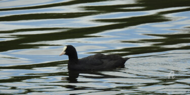 Photography titled "Poule noire & refle…" by Guylaine Bisson (GuyL'ART), Original Artwork, Digital Photography