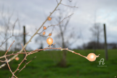 Photographie intitulée "fruits d'automne -…" par Guylaine Bisson (GuyL'ART), Œuvre d'art originale, Photographie numérique