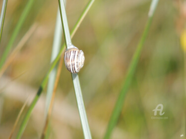 Photography titled "L'escargot des dune…" by Guylaine Bisson (GuyL'ART), Original Artwork, Digital Photography