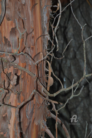 Fotografía titulada "Ecorce d'arbre" por Guylaine Bisson (GuyL'ART), Obra de arte original, Fotografía digital