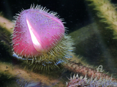 Photographie intitulée "Bouton de Fleur d'E…" par Guylaine Bisson (GuyL'ART), Œuvre d'art originale, Photographie numérique