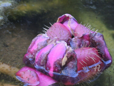 Fotografia intitolato "Eclosion d'une fleu…" da Guylaine Bisson (GuyL'ART), Opera d'arte originale, Fotografia digitale