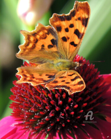 Photographie intitulée "Le papillon et l'éc…" par Guylaine Bisson (GuyL'ART), Œuvre d'art originale, Photographie numérique
