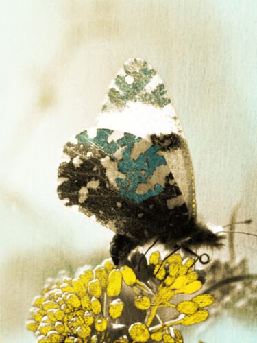 Fotografie mit dem Titel "Hello Spring" von Gwenaëlle Le Mée, Original-Kunstwerk, Manipulierte Fotografie