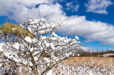 Photographie intitulée "Snow Doubt About It" par Gwendolyn Roth, Œuvre d'art originale, Photographie numérique