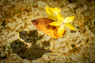 Photographie intitulée "Casting Shadows" par Gwendolyn Roth, Œuvre d'art originale, Photographie numérique