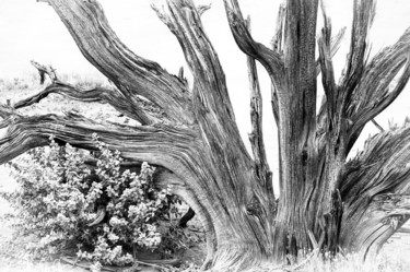 Fotografie getiteld "Desert Driftwood" door Gwendolyn Roth, Origineel Kunstwerk, Digitale fotografie