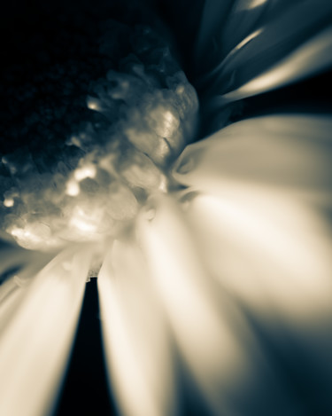 Photography titled "Valentine Flower" by Gwendolyn Roth, Original Artwork, Digital Photography