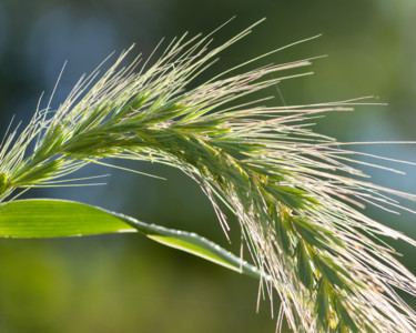 Фотография под названием "Summer Grass" - Gwendolyn Roth, Подлинное произведение искусства, Цифровая фотография