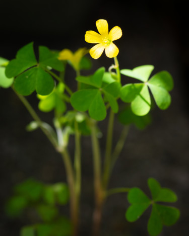 Photography titled "Oxalis" by Gwendolyn Roth, Original Artwork, Digital Photography