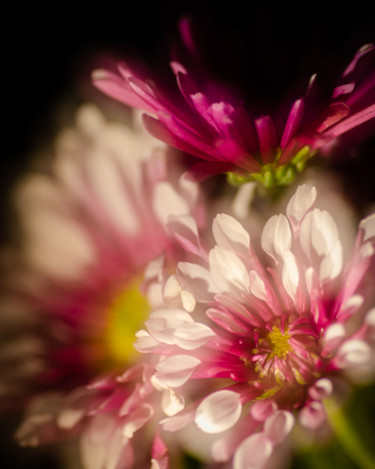 Фотография под названием "Bouquet 1" - Gwendolyn Roth, Подлинное произведение искусства, Цифровая фотография