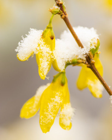 Photography titled "Early Bloomer, Late…" by Gwendolyn Roth, Original Artwork, Digital Photography