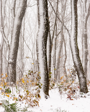 Fotografie mit dem Titel "Mountain Snow" von Gwendolyn Roth, Original-Kunstwerk, Digitale Fotografie