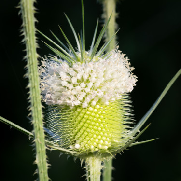 Photography titled "Thistle" by Gwendolyn Roth, Original Artwork, Digital Photography