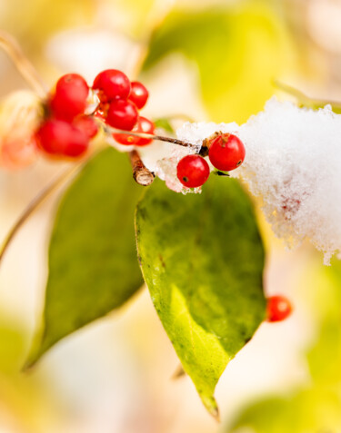 Fotografie getiteld "Winter Honeysuckle" door Gwendolyn Roth, Origineel Kunstwerk, Digitale fotografie