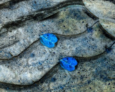 Photography titled "Twin Blue Leaves" by Gwendolyn Roth, Original Artwork, Digital Photography
