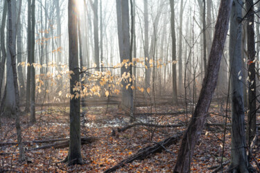 Photographie intitulée "Light in the Forest" par Gwendolyn Roth, Œuvre d'art originale, Photographie non manipulée