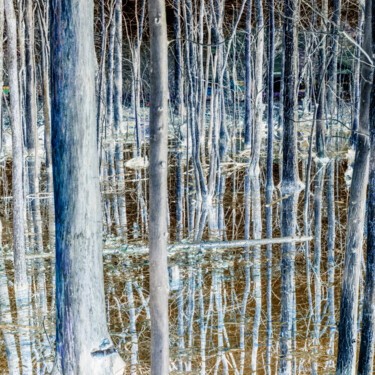 Фотография под названием "Swamped" - Gwendolyn Roth, Подлинное произведение искусства, Цифровая фотография