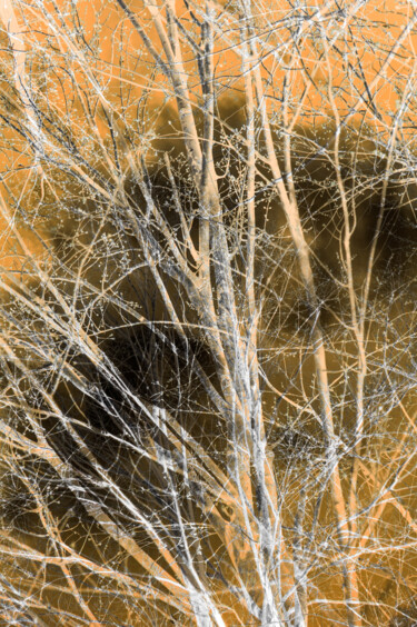 Photographie intitulée "Far Reaching Conseq…" par Gwendolyn Roth, Œuvre d'art originale, Photographie numérique